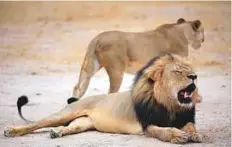  ?? AFP ?? Two years after Cecil (above) was killed by a US trophy hunter, ■ his son Xanda, a six-year-old lion with several young cubs, was reportedly shot on a trophy hunt in northern Zimbabwe.