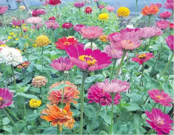  ??  ?? Zinnias perform their best when it’s hot, producing vibrant blooms that are ideal for cut bouquets.