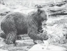  ?? APRIL BENCZE
THE CANADIAN PRESS ?? By having access to salmon earlier, bears can start fattening up sooner.