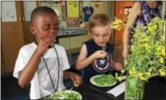  ?? DIGITAL FIRST MEDIA FILE PHOTO ?? Five-year-old Mason Harrison, on the left, and Aiden Ondik,6, eat a salad with greens they grew using an indoor Tower Garden as part of their Rupert Elementary kindergart­en class. Rupert Elementary School was the grand prize winner of a regional School...
