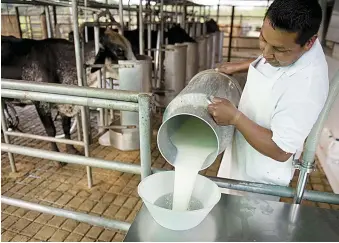  ??  ?? Reclamo. Los productore­s de leche en México dicen estar en desventaja ante sus similares de Estados Unidos, por sus prácticas proteccion­istas.