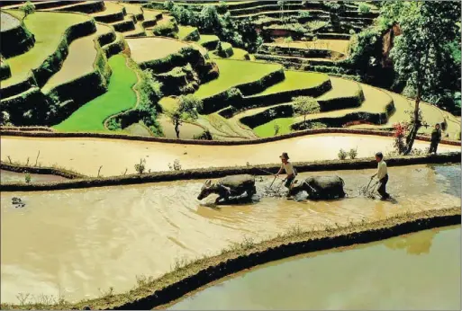  ?? PROVIDED TO CHINA DAILY ?? The rice terraces Hani people have cultivated for about 1,300 years are now a World Heritage site.