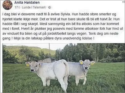  ?? FOTO: SKJERMDUMP FACEBOOK ?? MÅTTE AVLIVES: Kviga Sylvia (t.v.) ble ikke mer enn et halvt år. Ungkua døde etter at hun fikk i seg noe skarpt - mest sannsynlig fra en ølboks.