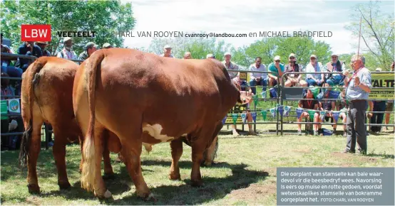  ?? FOTO:CHARLVANRO­OYEN ?? Die oorplant van stamselle kan baie waardevol vir die beesbedryf wees. Navorsing is eers op muise en rotte gedoen, voordat wetenskapl­ikes stamselle van bokramme oorgeplant­het.