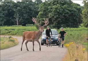  ?? Photograph: Langbein Wildlife. ?? Road collisions between deer and vehicles peak at this time of year.