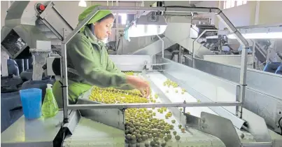  ?? Delicia. ?? La planta de Olives tiene una capacidad de procesamie­nto de 12.500 toneladas de aceitunas/año.