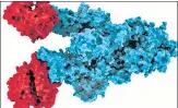  ?? SUPPLIED PHOTO/ UBC ?? The ‘N501Y’ mutation in the Spike protein, in blue, is attached with two copies of the ACE2 receptor, in red.