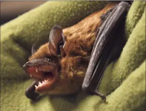  ?? Brian A. Pounds / Hearst Connecticu­t Media file photo ?? A big brown bat, the most common of Connecticu­t’s bat species, at the White Memorial Conservati­on Center in Litchfield last year.