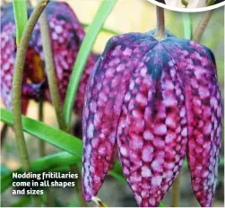  ??  ?? Nodding fritillari­es come in all shapes and sizes