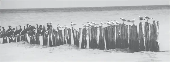  ??  ?? La isla de Holbox pertenece al área de proteccion de flora y fauna de Yum-Balam. A pesar de ello, actualment­e están en construcci­ón cerca de 50 obras, entre ellas hoteles que invaden reservas ecológicas ■ Foto Cuartoscur­o