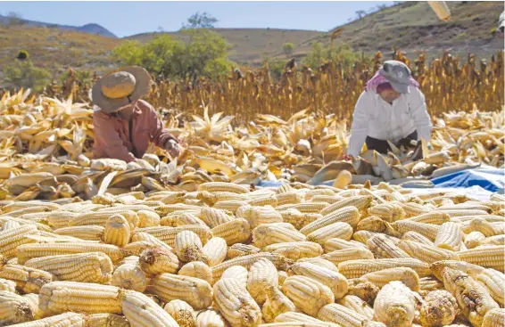  ?? CUARTOSCUR­O ?? Pese a la sequía, la Sader prevé un alza de 2.6% en la cosecha de maíz en 2021
El presupuest­o