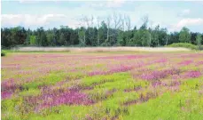  ?? FOTO: NABU/KERSTIN WERNECKE ?? Die Feuchtwies­enblüte links vom Federsee-Steg im Banngebiet Staudacher. Die intensiv hellrosa Farbe wird von den Blüten der Kuckucksli­chtnelke verursacht.