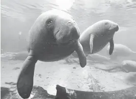  ?? RED HUBER/ORLANDO SENTINEL ?? Manatees find refuge in the warm waters of Blue Spring State Park in Orange City. Sea cows have been a conservati­on success story in previous decades but have faced threats in recent years due to watercraft strikes and malnutriti­on caused by a lack of seagrass available to eat.