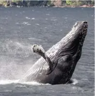  ?? CLAUDIO VIDAL ?? Humpback whales and other wildlife abound in the Strait of Magellan.
Las ballenas jorobadas y otra fauna abundan en el Estrecho de Magallanes.