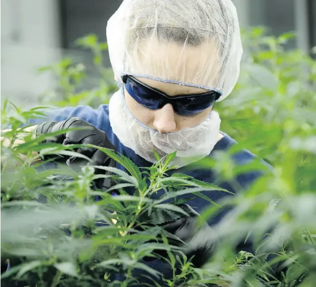  ?? SEAN KILPATRICK / THE CANADIAN PRESS ?? Canopy Growth Corp. used to grow marijuana indoors, but is now looking at outdoor greenhouse­s as a cost-reduction measure.