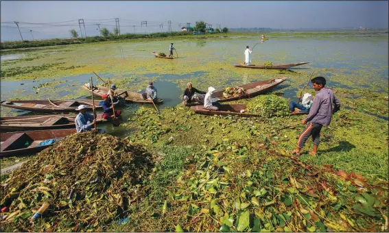  ?? (AP/Mukhtar Khan) ?? Kashmiri boatmen employed by the Lakes and Waterways Developmen­t Authority remove weeds from Dal Lake on Sept. 14 in Srinagar, Indian-controlled Kashmir.