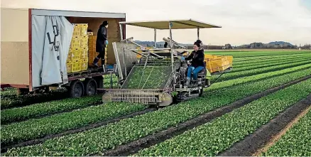  ?? ?? Leaderbran­d plans to sell produce at a lower price than it cost to grow it to try to drive customers to buy.