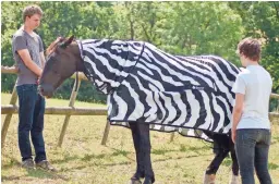  ??  ?? Scientists dressed horses in black-and-white zebra-type striped coats for part of their research.