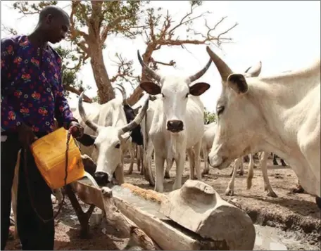  ??  ?? Cattle rearing… another source of tension in Nigeria