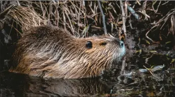  ?? COURTESY NIKLAS HAMANN, UNSPLASH ?? The notion, ubiquitous in America, that all beavers everywhere are a panacea for what ails an ecosystem is misinforme­d.