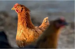  ??  ?? Autofokus: schnell und präzise. Hühnerjagd im Abendlicht. Der Verfolgera­utofokus (AF-Nachführun­g) hält die Schärfe auf dem Auge des anvisierte­n Huhns, auch bei abrupten Bewegungen.