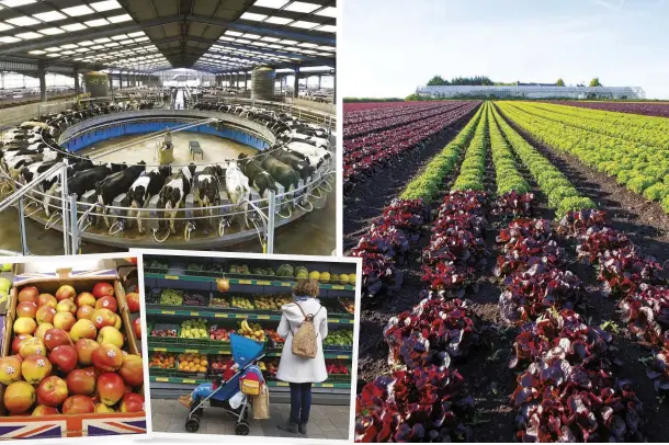  ??  ?? CLOCKWISE FROM TOP LEFT To keep prices low, dairy farms need to use intensive high-tech practices; crops in Lancashire destined for supermarke­t salad bags; increasing numbers of shoppers are choosing unpackaged produce from local shops; supermarke­ts sell a limited range of apple varieties