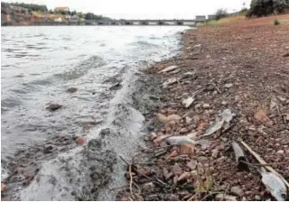  ?? EFE ?? Imagen de peces muertos por la escasez de agua