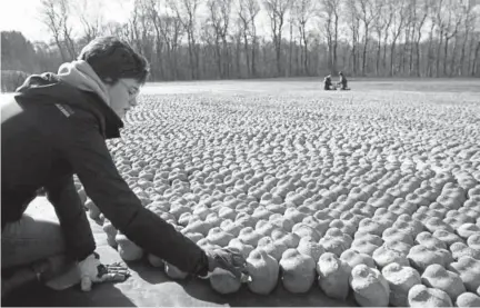  ?? Photos by Virginia Mayo, The Associated Press ?? A volunteer places clay figures in a field that was once a no man’s land between the German and British lines of the First World War in Ypres, Belgium. The 600,000 clay figures, each one representi­ng a civilian or military death in World War I, will...