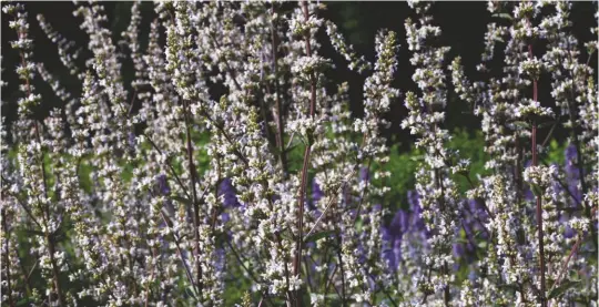  ??  ?? Forms of Nepeta nuda, such as ‘Romany Dusk’, have tall stems lending structure and a strong winter silhouette ideal for prairie planting