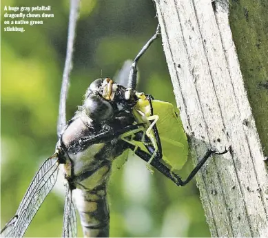  ?? BY PAM OWEN ?? A huge gray petaltail dragonfly chows down on a native green stinkbug.