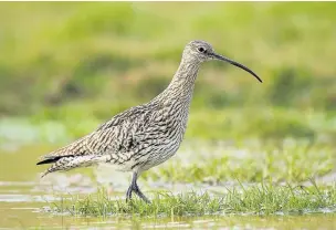  ??  ?? ●●The curlew breeds in peatland areas