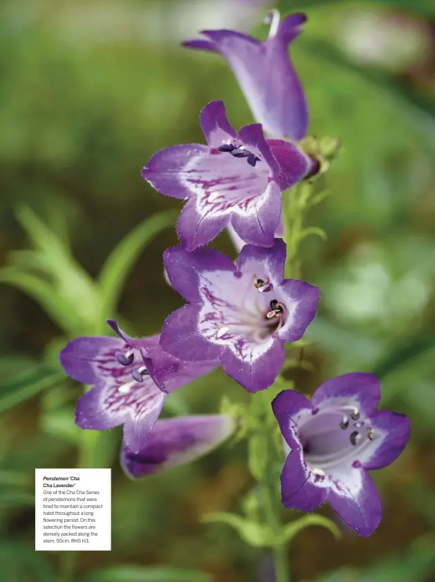  ??  ?? Penstemon ‘Cha
Cha Lavender’
One of the Cha Cha Series of penstemons that were bred to maintain a compact habit throughout a long flowering period. On this selection the flowers are densely packed along the stem. 50cm. RHS H3.