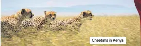  ??  ?? Cheetahs in Kenya