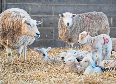  ??  ?? BUSY TIME: Farmers are in a self-inflicted lockdown with lambing, spring calving or spring crop cultivatio­n.