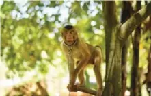  ??  ?? A pig-tailed macaque tied with a chain outside trainer Wan Ibrahim Wan Mat’s house.