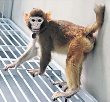  ?? ?? The monkey, called Retro, is the first to live healthily for two years after being successful­ly cloned