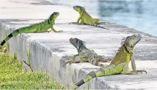  ?? MIKE STOCKER/SUN SENTINEL ?? Iguanas gather on the seawall in the Three Islands neighborho­od of Hallandale Beach.