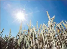  ?? MATTHIAS SCHRADER/AP/THE CANADIAN PRESS ?? Cereals Canada said the European Union and China haven’t indicated they would halt imports of Canadian wheat after a few geneticall­y modified plants were found.