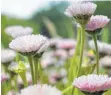  ?? FOTO: FRANZISKA GABBERT/DPA ?? Gänseblümc­hen können Gräser unterdrück­en, weshalb sie im Rasen nicht sehr willkommen sind.