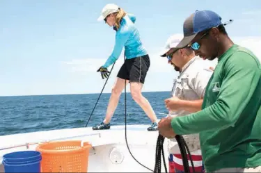  ?? The Victoria Advocate via AP ?? Tara Topping, left, a researcher with the Center for Sportfish Science and Conservati­on at Texas A&M University-Corpus Christi, pulls up a trap set near a newly installed artificial reef. Researcher­s Quentin Hall, center, and David Norris assist by...