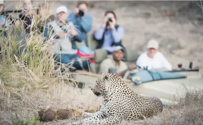  ?? Picture: Shuttersto­ck ?? CHANGE THE LEOPARD’S SPOTS. Starting to think of reinventin­g the tourism industry for post Covid-19 might not be a bad idea.