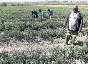  ?? /ANTONIO MUCHAVE ?? Mbhazima Makhubele grows various vegetables without government support.