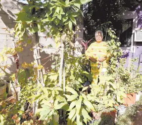  ?? ?? l Brígida ha construido un pequeño ‘edén verde’ en su hogar, donde crecen plantas capaces de aliviar algunas dolencias.