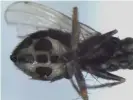  ?? Photograph: Faculty of Science/University of Copenhagen ?? A fly infected with the fungus Strongwell­sea tigrinae. Spores are discharged through a hole in the abdomen.