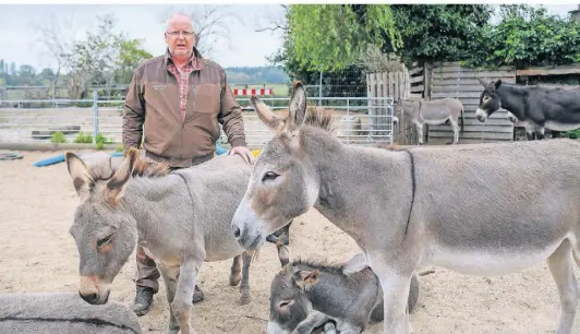  ?? FOTO: GEORG SALZBURG ?? Voller Hingabe kümmert sich Peter Norff um die Esel im Eselpark Zons.