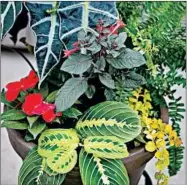  ?? DAVID JOLES/MINNEAPOLI­S STAR TRIBUNE ?? Tropicana Fever, a shady container garden.