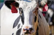  ?? SMILEY N. POOL/DALLAS MORNING NEWS ?? The National Veterinary Services Laboratori­es has confirmed the presence of bird flu in a Michigan herd that recently received cows from Texas, the U.S. Department of Agricultur­e said March 29.