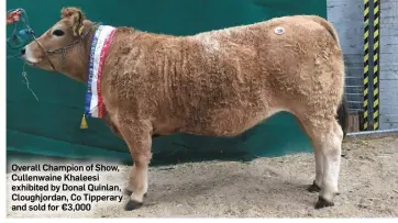  ??  ?? Overall Champion of Show, Cullenwain­e Khaleesi exhibited by Donal Quinlan, Cloughjord­an, Co Tipperary and sold for €3,000