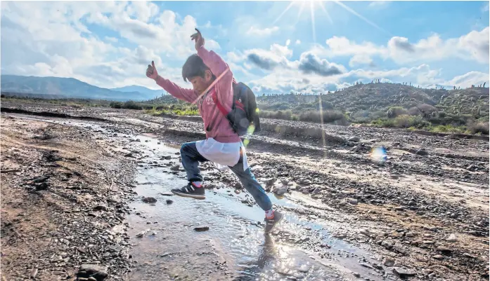  ?? Fotos de jAVier CorbAlán ?? Ulises Alcalá cruza charcos y camina bajo el sol, en un zona salteña de vegetación desértica