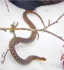  ??  ?? Philip Capstick came across this garter snake earlier this month near Hall’s Harbour, N.S. We don’t often get to admire the snake’s intricate pattern on a white background.